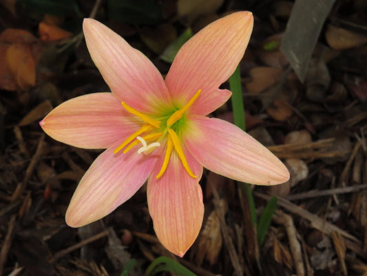 Rain Lily Zephyranthes Batik Perennial Garden Flower Seeds