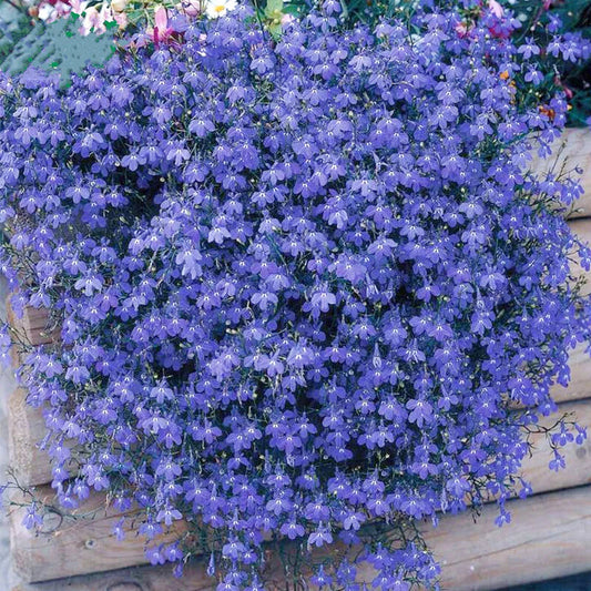 Lobelia Erinus Crystal Palace – Colorful Garden Flower Seeds