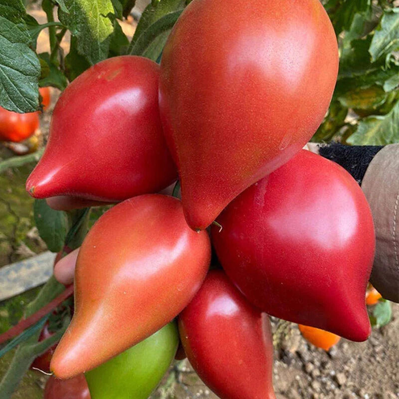 Roma Tomato – Heirloom Vegetable Seeds