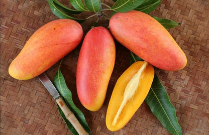 Graftedd Mangifera Indica Red Invory Fruit Tree – Hardy Fruit Tree Seeds Product Image – High Quality Seeds for Gardeners