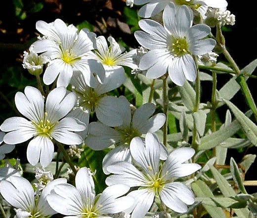 Cerastium Tomentosum – Snow in Summer Groundcover Seeds