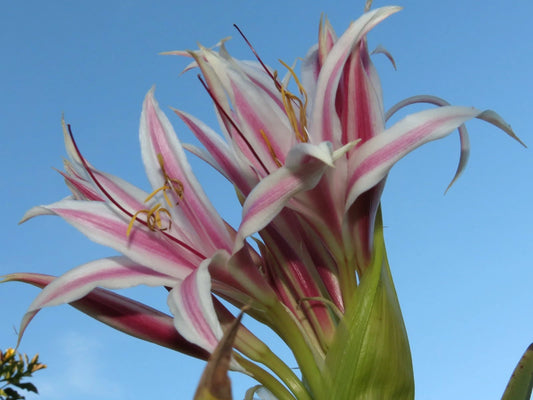 Crinum Lily Monsoon Star Medium-size Bulb - Flower Seeds