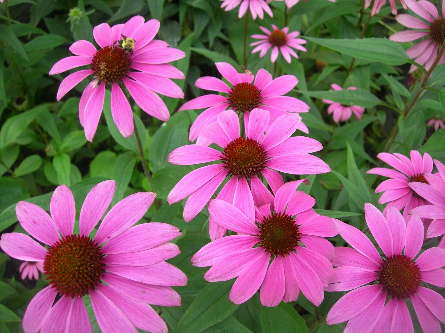 Echinacea Purpurea – Perennial Purple Coneflower Seeds