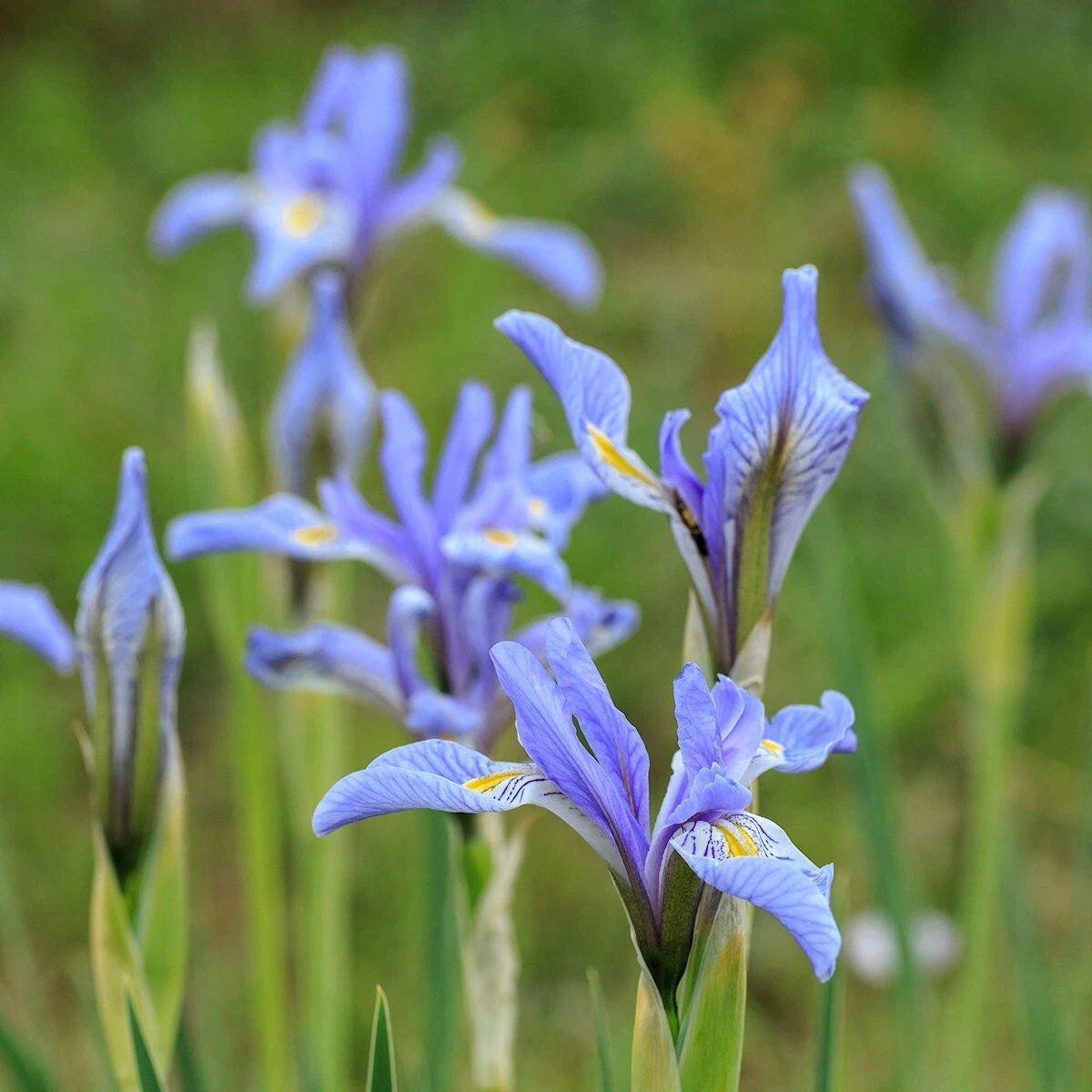 Wild Blue Iris – Colorful Wildflower Garden Seeds