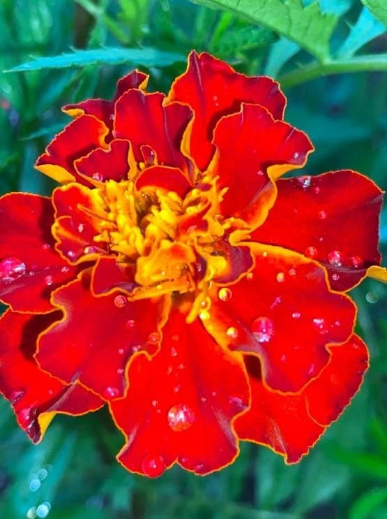 Jolly Jester Marigold – Colorful Garden Flower Seeds