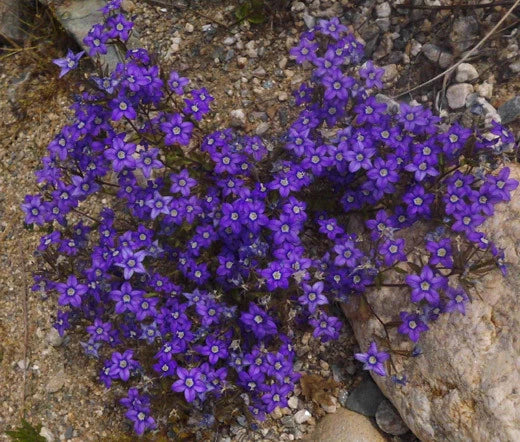 Venus’ Looking Glass Legousia Speculum-Veneris – Large Blue Flower Seeds