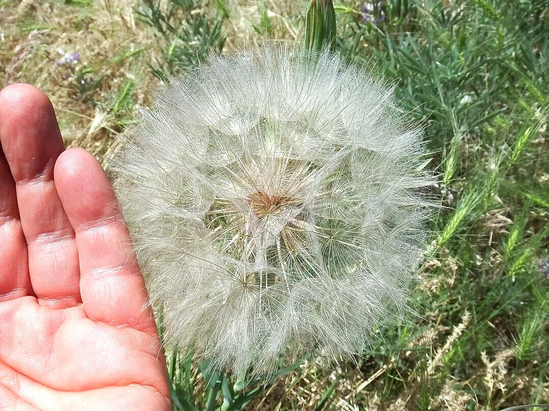 Yellow Goatsbeard Tragopogon Colorful Perennial Flower Seeds