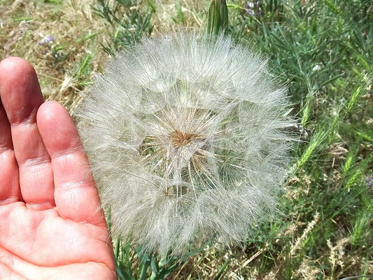 Yellow Goatsbeard Tragopogon Colorful Perennial Flower Seeds