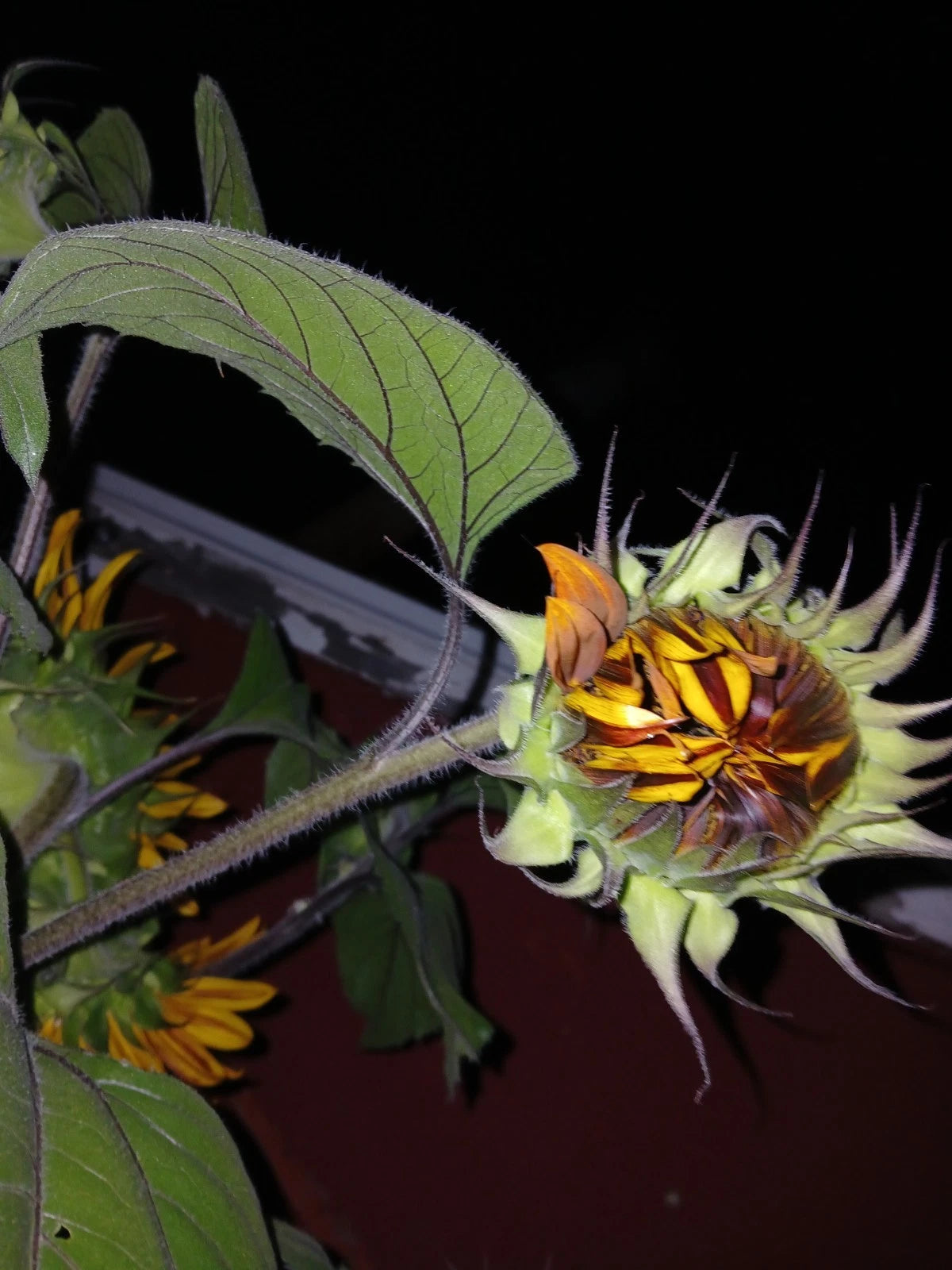 Velvet Queen Sunflower – Large Bloom Flower Seeds