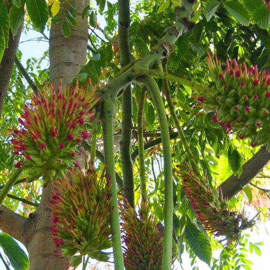 Acrocarpus Fraxinifolius – Pink Cedar Tree Seeds