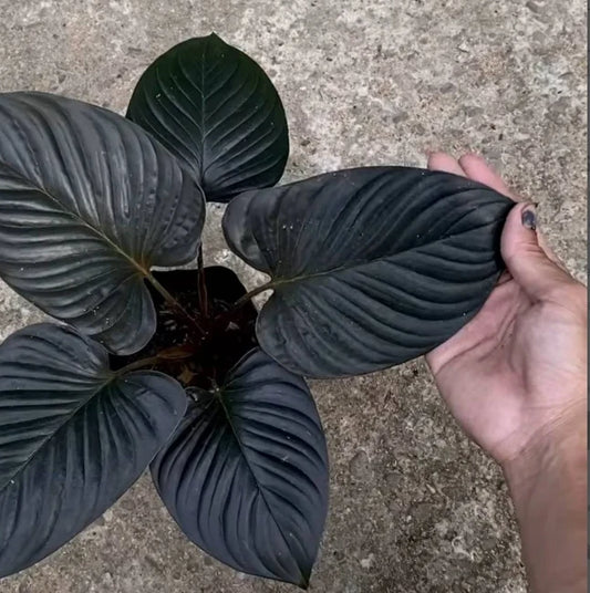 Homalomena Black Cardinal Ornamental Foliage Plant Seeds