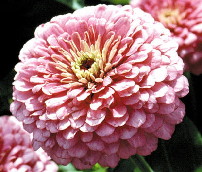 Zinnia Zinnia Elegans – Luminosa Pink Garden Flower Seeds