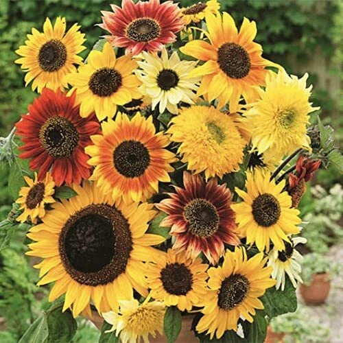 Here Comes The Sun Sunflower Seeds Mix + Seeds Made in USA