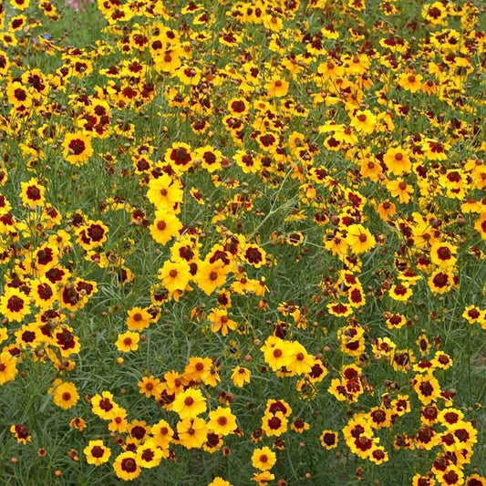 Lb Plains Coreopsis Wildflower Seeds Everwilde Farms Mylar Seed Packet – Perennial Flower Seeds