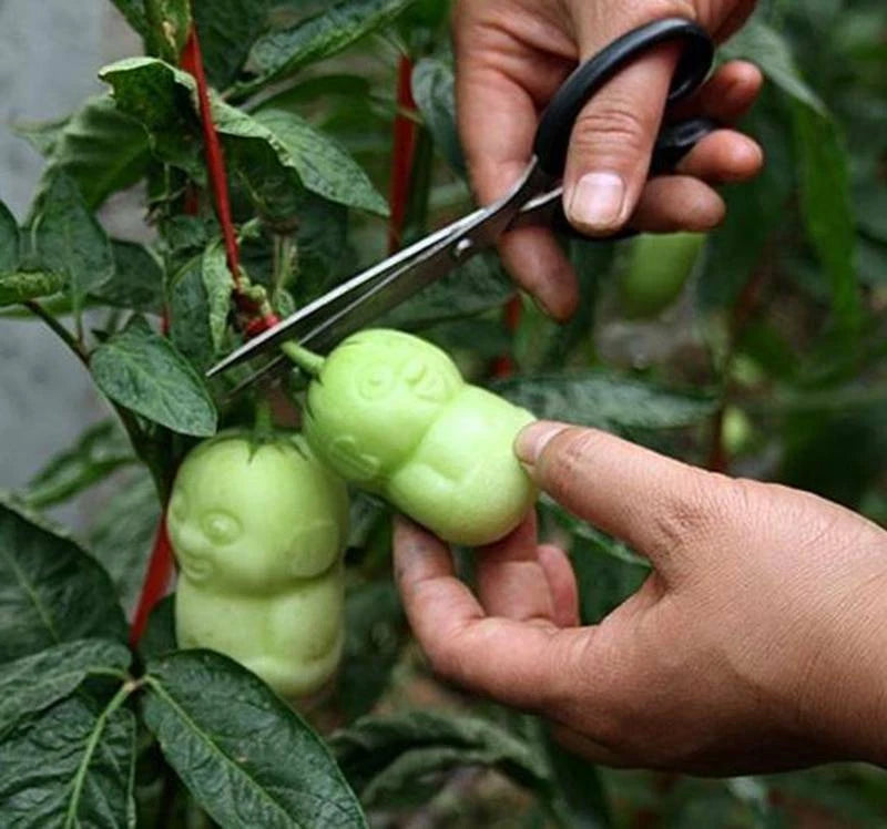 Chinese Climbing Ginseng Clumping Fruit Seeds for Home Garden