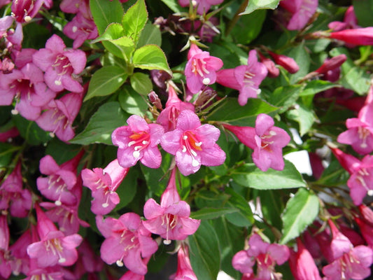 Weigela Florida Hummingbird Attracting Shrub Seeds