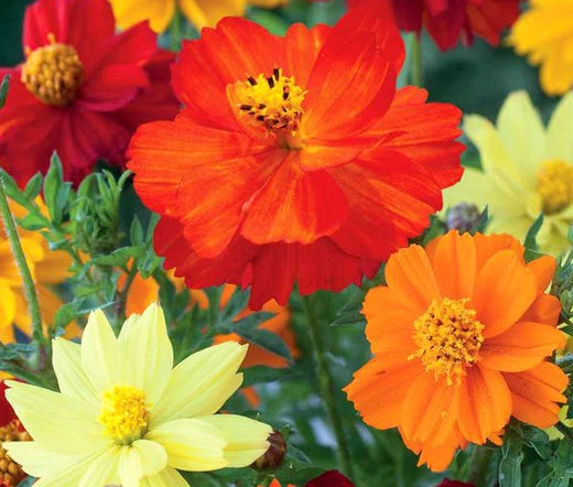 Cosmos Sulphur Mixed Colors Dwarf Cosmos Sulphureus – Colorful Garden Flower Seeds