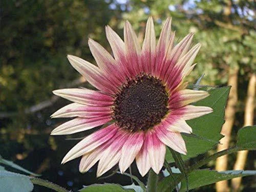 Indian Blanket SunFlo.wer S.eeds to Gr.ow + S.eeds Gr.ow Exotic Indian Bla