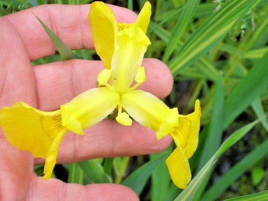 Yellow Flag Iris Iris Pseudacorus – Hardy Perennial Flower Seeds