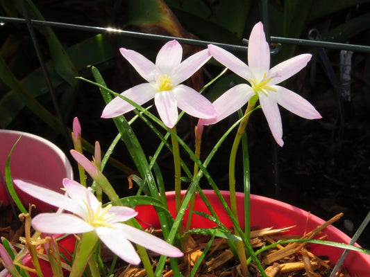 Rain Lily Zephyranthes First Love – Colorful Flower Bulb Seeds
