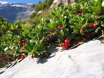 Bearberry Seeds for Planting Attractive Fruit Bearing Ground Cover Plant