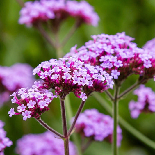 Purpletop Vervain – Hardy Wildflower Garden Seeds