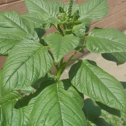Mexican Quintonil Quelite – Edible Herb Garden Seeds