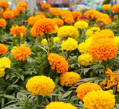 Flowers Marigold Dwarf Double Mixed Grow Your Own Garden - Flower