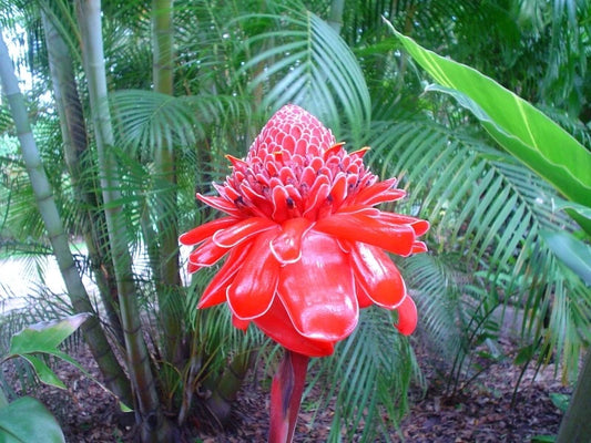Etlingera Elatior Pink Torch Ginger Tropical Flower Seeds