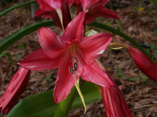 Crinum Lily Lorraine Clark Medium-Size Bulb New