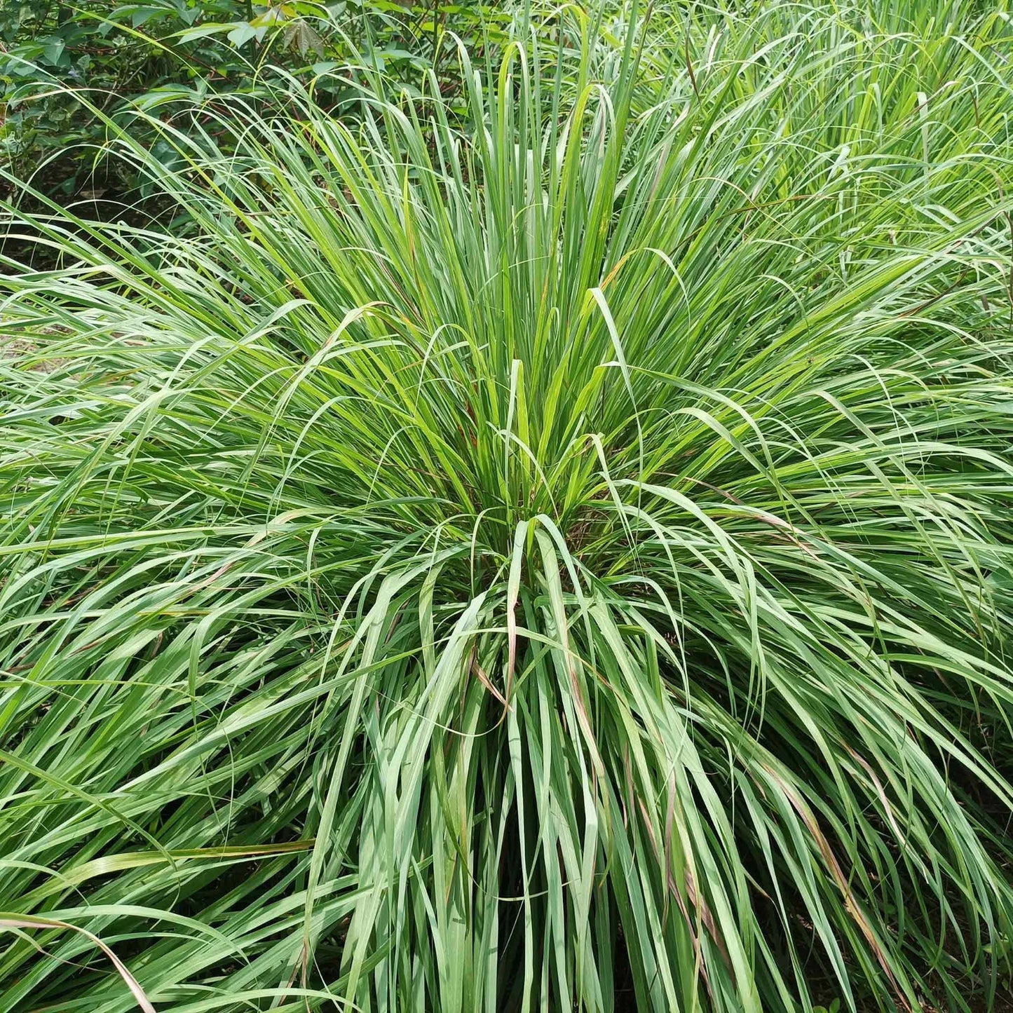 West Indian Lemongrass Cymbopogon Citratus Herb Seeds