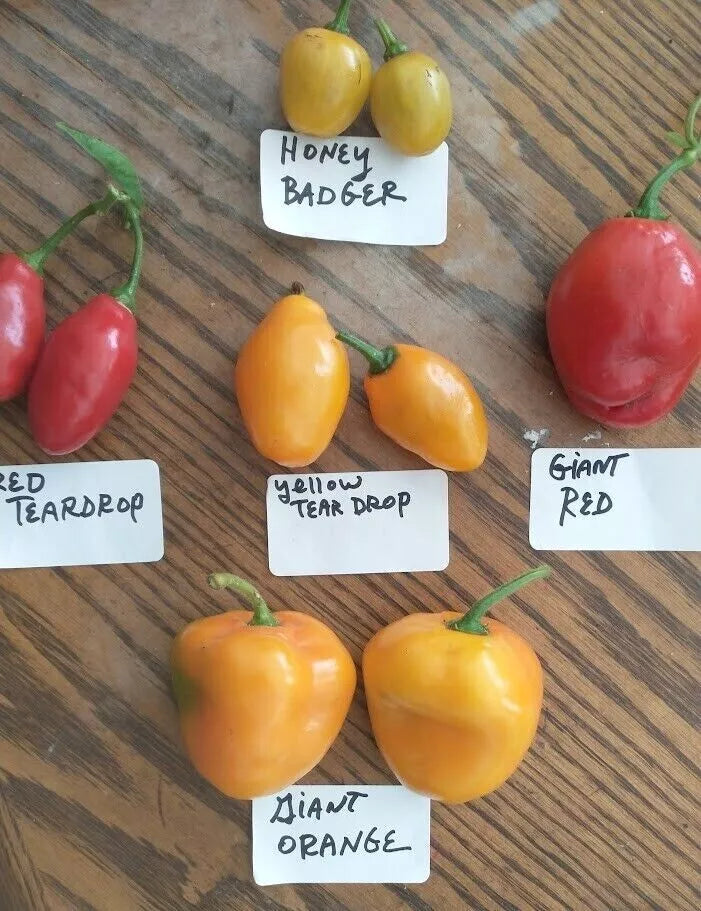 Mix De Rocoto – Mixed Flower Seeds for Planting