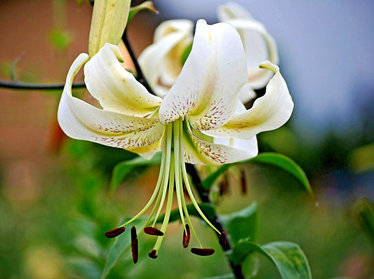 Silver Scheherazade Lily Lilium Perennial Flower Seeds