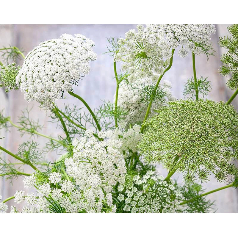 Bishop’s Flower Ammi Majus – Perennial Garden Flower Seeds