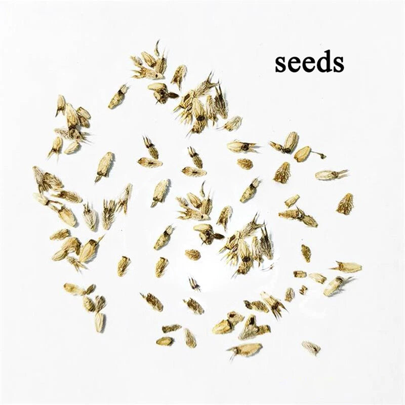 Sea Holly Deep – Garden Flower Seeds