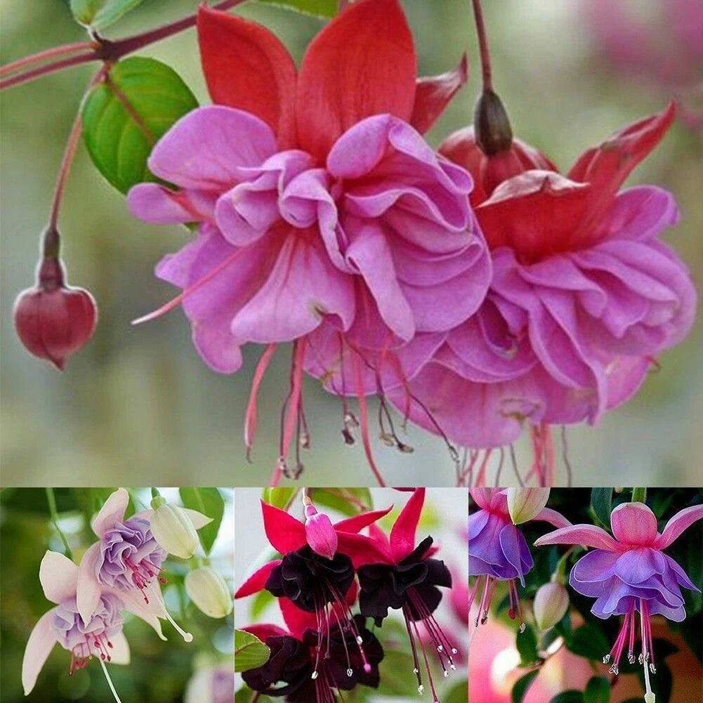 Bag Fuchsia Seeds Potted Flowers Seeds - Garden Flower Seeds