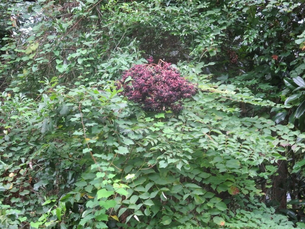 Aralia Spinosa – Berry Producing Walking Stick Tree Seeds