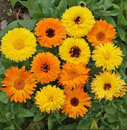 Calendula Pacific Beauty Mix Colorful Garden Flower Seeds