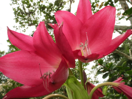 Crinum Lily Burgundy Small-Size Bulb
