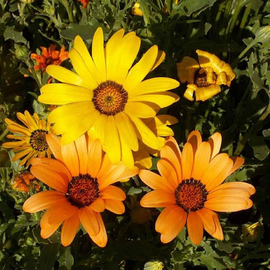 African Daisy Colorful Wildflower Garden Seeds