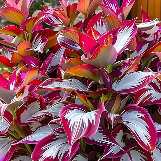 Hosta Low Maintenance Perennial Flower Garden Seeds