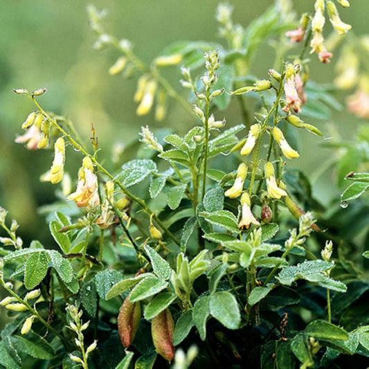 Astragalus Membranaceus – Milkvetch Perennial Herb Seeds
