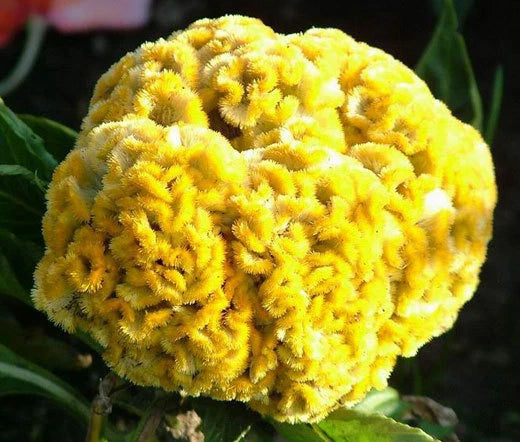 Cockcomb Yellow Dwarf Celosia Cristata – Colorful Garden Flower Seeds