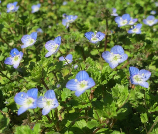 Creeping Blue Speedwell Veronica Repens Groundcover Flower Seeds