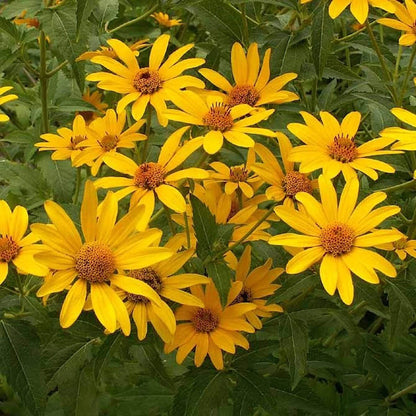 Early Sunflower – Colorful Wildflower Garden Seeds