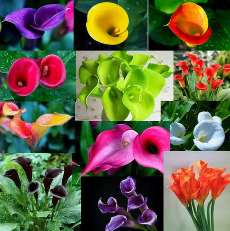 Calla Lily Zantedeschia Colorful Garden Flower Seeds