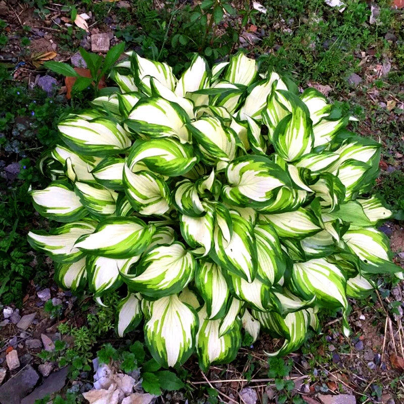 Fragrant Plantain Lily Hosta Plantaginea Perennial Flower Seeds
