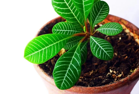 Madagascar Jewel Euphorbia Leuconeura Ornamental Garden Seeds