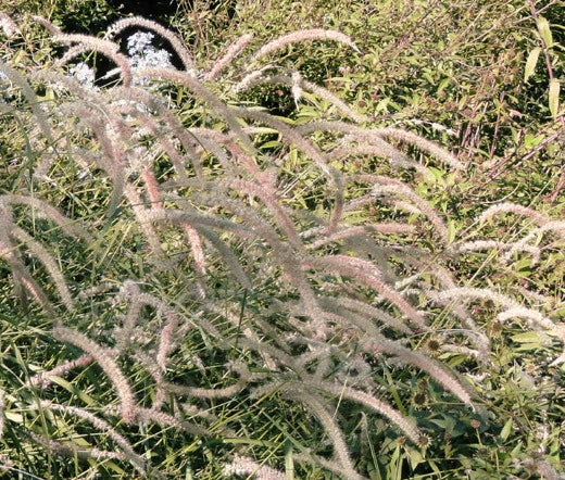 Fountain Grass Oriental Pennisetum Orientale – Ornamental Grass Seeds