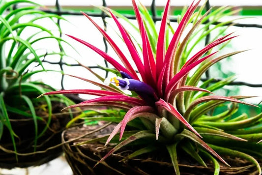 Shy Plant Seeds for Planting Tillandsia Ionantha Bromeliad Seeds